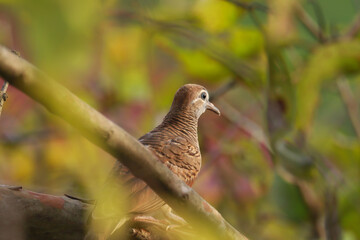Bird photo. zebra bird perched