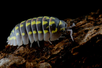 Armadillidium Gestroi Isopod closeup on wood, Armadillidium Gestroi Isopod closeup on isolated background