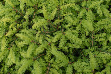 Close-up of young spruce branches with fresh green needles. Natural evergreen foliage texture, perfect for backgrounds, nature themes, or botanical design concepts.