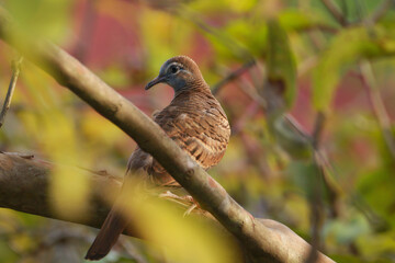 Bird photo. zebra bird perched