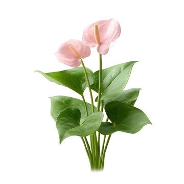 A beautiful arrangement of pink anthurium flowers with lush green leaves on a white isolated background, ideal for decoration or floral design purposes.