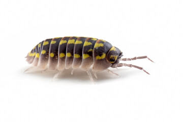 Armadillidium Gestroi Isopod closeup on white background, Armadillidium Gestroi Isopod on isolated background