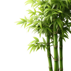 A cluster of vibrant green bamboo plants, elegantly arranged with lush leaves and sturdy stalks, symbolizing resilience and tranquility in a natural setting.