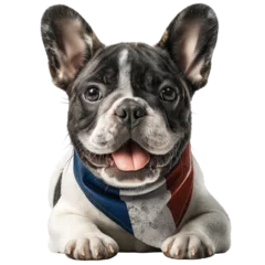  Portrait of a french bulldog puppy wearing a bandana with french colors isolated on transparent background © Rabiyah