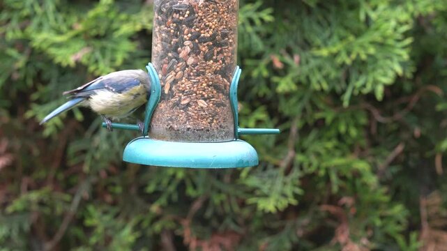 blue tit in the garden