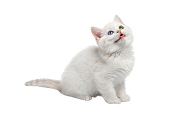 Cute white kitten with different colored eyes grooming itself, licking paw in cleaning motion, isolated on a transparent background
