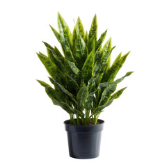 Fototapeta premium A lush green plant in a black pot, creating a fresh and vibrant atmosphere, perfect for home decor and indoor gardening enhancements.