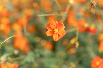Close-Up of an Orange Cosmos Flower with Soft Bokeh Background in Hamarikyu Gardens, Tokyo