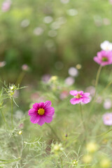 Fototapeta premium Close-Up of a Purple Cosmos Flower in Bloom with Soft Background at Hamarikyu Gardens, Tokyo