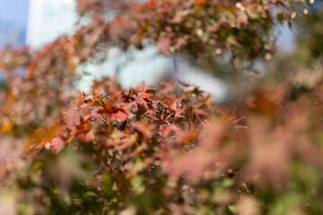 Close-Up of Japanese Maple Leaves in Autumn at Hamarikyu Gardens, Tokyo, Japan