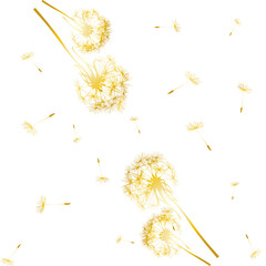 seamless pattern of down and dandelions with golden flowers on a transparent background.Isolated, close-up