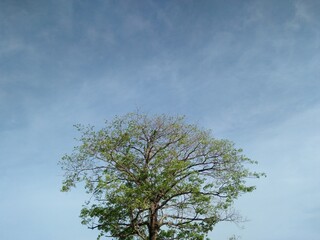 Lonely tree under clear blue sky
