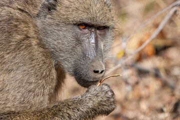 South Africa, Kruger National Park, Chacma Baboon (Papio ursinus)