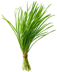 Fototapeta premium Bunch of vibrant green, fresh-looking lemongrass