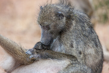 South Africa, Kruger National Park, Chacma Baboon (Papio ursinus)