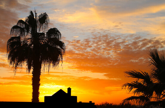 Silhouettes of palm trees and house against sunset sky in orange and blue colors (Tenerife, Canary Islands, Spain)