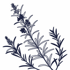 black and white rosemary