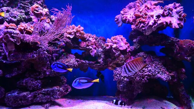 Colorful Tropical Fish Swimming in Saltwater Aquarium