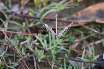 Cynodon dactylon grass flower. Its other names Bermuda, Dhoob, durva, ethana, dubo, dogs tooth grass, Bahama grass, devils grass, couch grass, Indian doab, arugampul, grama, wiregrass and scutch grass