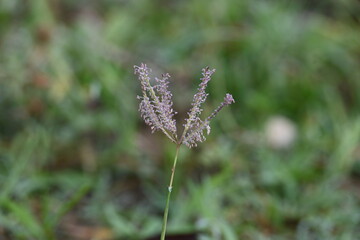 Cynodon dactylon grass flower. Its other names Bermuda, Dhoob, durva, ethana, dubo, dogs tooth grass, Bahama grass, devils grass, couch grass, Indian doab, arugampul, grama, wiregrass and scutch grass