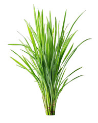 Obraz premium Lush green plant with many slender leaves