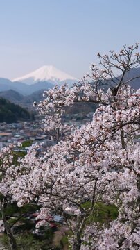 Mount Fuji over Cherry Blossoms and Otsuki City Captured from the Middle of Mt. Iwadono (Vertical)