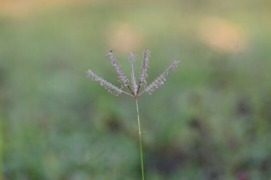 Cynodon dactylon grass flower. Its other names Bermuda,&nbsp;Dhoob,&nbsp;durva,&nbsp;ethana,&nbsp;dubo,&nbsp;dogs tooth grass, Bahama grass,&nbsp;devils grass,&nbsp;couch grass,&nbsp;Indian&nbsp;doab,&nbsp;arugampul,&nbsp;grama,&nbsp;wiregrass&nbsp;and&nbsp;scutch grass