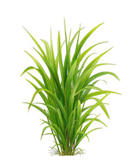 Obraz premium Lush green plant with long, pointed leaves, radiating outwards from a central point, creating a dense cluster