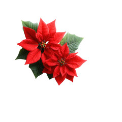 Vibrant red poinsettia flowers with deep green leaves, perfect for festive decorations, isolated on a white background.
