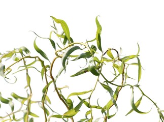 Fototapeta premium Willow branches with green leaves isolated on a white background