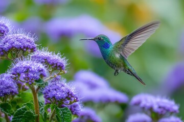 Fototapeta premium Hummingbird Flying Near Ageratum Flower In A Summer Garden Landscape