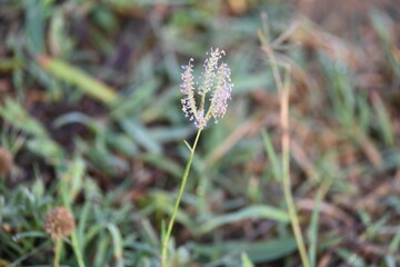 Cynodon dactylon grass flower. Its other names Bermuda, Dhoob, durva, ethana, dubo, dogs tooth grass, Bahama grass, devils grass, couch grass, Indian doab, arugampul, grama, wiregrass and scutch grass