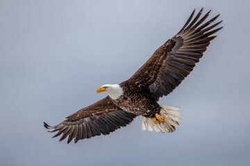 Fototapeta premium A Majestic Bald Eagle Flying High Against the Cloudy Sky
