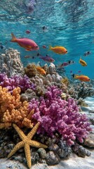 Vibrant Coral Reef Ecosystem Thriving Underneath the Crystal Clear Ocean