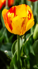 Naklejka premium flowers of the Tulipa grown in a garden in Madrid