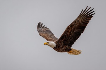 Obraz premium Bald Eagle Soaring Majestic Flight Through a Winter Cloudy Sky