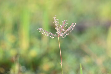 Cynodon dactylon grass flower. Its other names Bermuda, Dhoob, durva, ethana, dubo, dogs tooth grass, Bahama grass, devils grass, couch grass, Indian doab, arugampul, grama, wiregrass and scutch grass