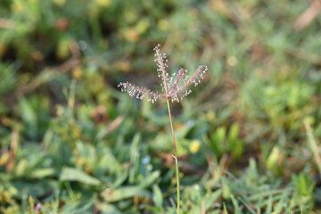 Cynodon dactylon grass flower. Its other names Bermuda, Dhoob, durva, ethana, dubo, dogs tooth grass, Bahama grass, devils grass, couch grass, Indian doab, arugampul, grama, wiregrass and scutch grass