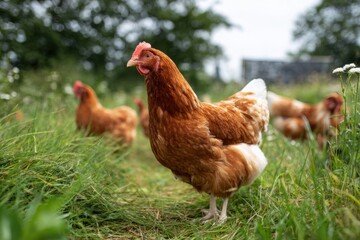 Fototapeta premium Free Range Chickens Grazing Happily on a Lush Green Farm