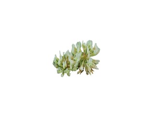White clover isolated on a white background 