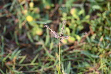 Cynodon dactylon grass flower. Its other names Bermuda, Dhoob, durva, ethana, dubo, dogs tooth grass, Bahama grass, devils grass, couch grass, Indian doab, arugampul, grama, wiregrass and scutch grass