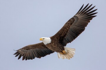 Fototapeta premium Majestic Bald Eagle in Flight Against a Pale Winter Sky