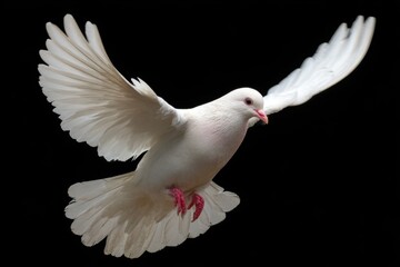 The Graceful Dance Of a White Dove in Flight Above