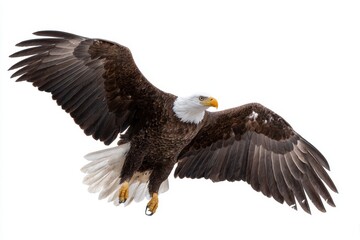 Fototapeta premium Majestic Bald Eagle Soaring High Above the Clouds and Sky