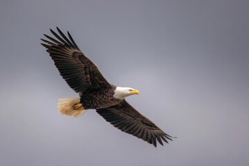 Fototapeta premium Majestic Bald Eagle Soaring Through the Sky With Freedom Wings