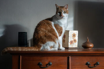 Close-up on a Ginger Cat sitting on top of a chest of drawers, looking at camera, sunlight casting a shadow on the side of its face, and on the wall behind it.