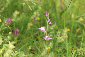 Wild orchid red helleborine against bokeh wildflower meadow background (Baden, Germany)