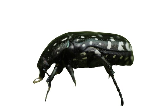 Oxythyrea funesta a phytophagous beetle isolated on a white background