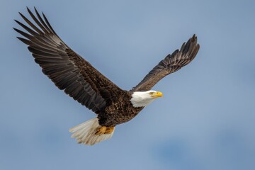 Fototapeta premium Majestic Bald Eagle Soaring Freely Across The Open Blue Sky