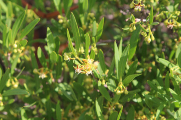 Cornicabra (Periploca laevigata) twining shrub endemic to the Canary Islands, native floral background (Tenerife, Spain)